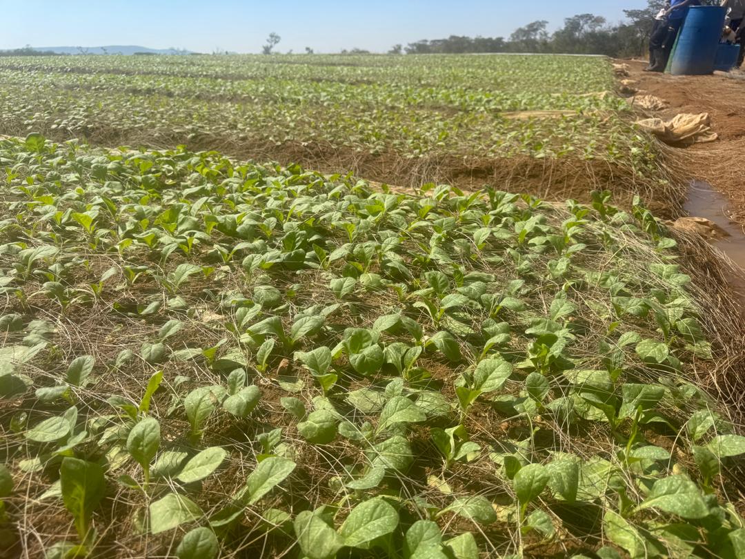 Established green crops in organised production beds at Kashao Farm in Mashonaland West
